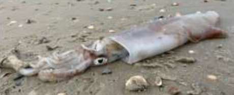 Tintenfisch 23